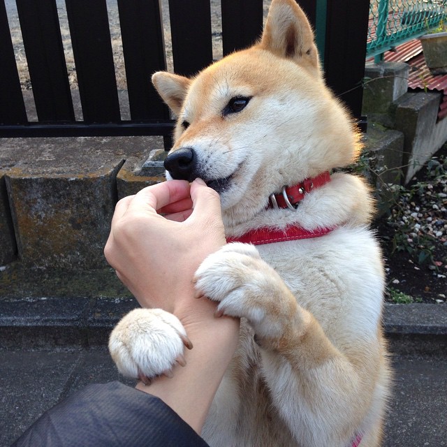 全球粉丝大会:不一样的赛场文化,粉丝全球第一