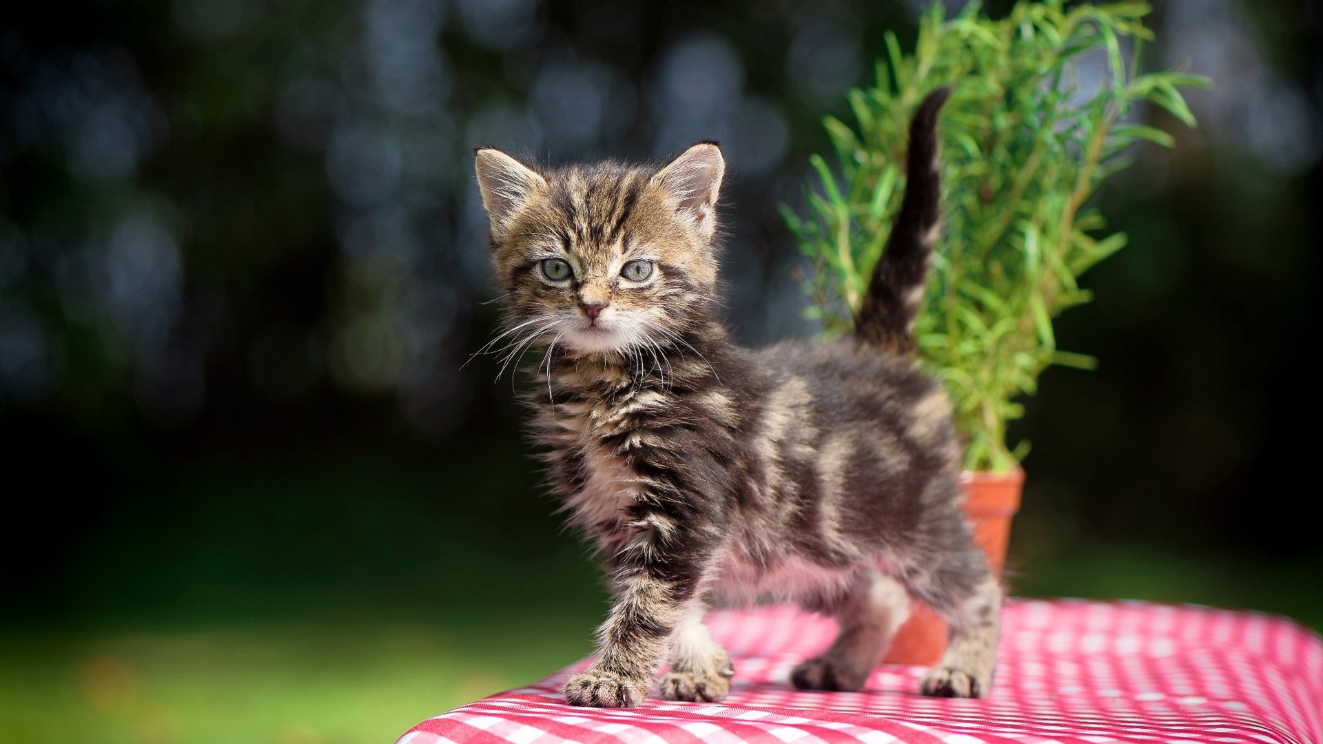 KAIYUN 中国大陆-_女子单打决赛：新科冠军耀眼登场_，女子单打决赛2021